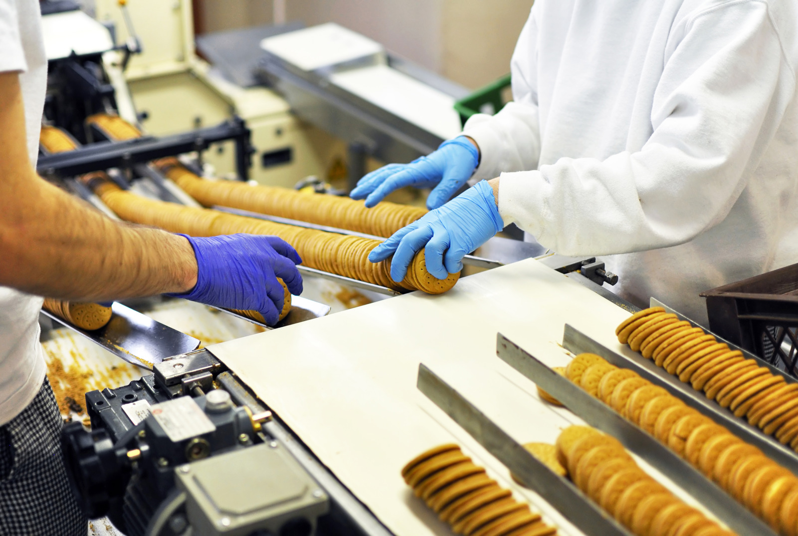 workers sort biscuits on a conveyor belt in a factory - production in the food industry