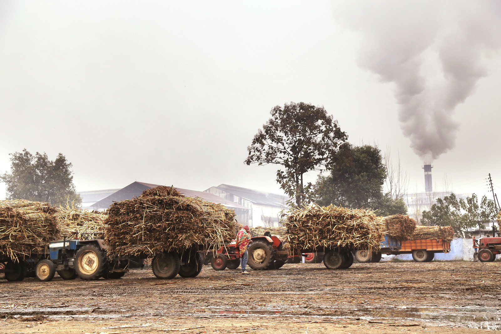 Sugar Cane Mill